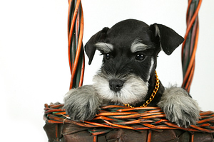 puppy crate training puppy crate training